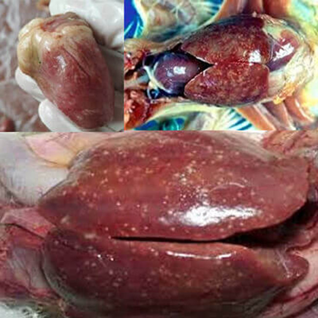 Bệnh dịch tả gà và cách phòng ngừa, điều trị hiệu quả nhất