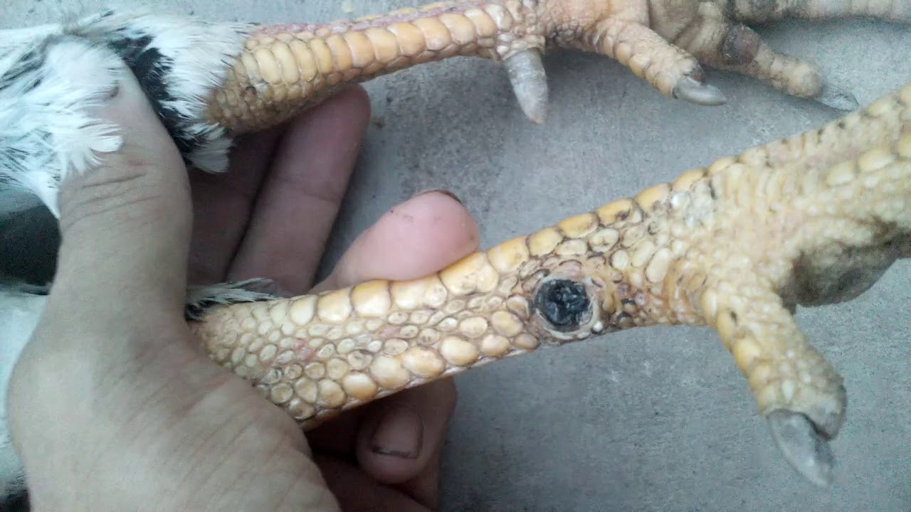 Gà bị gãy cựa thói đen.chạy sịt - YouTube