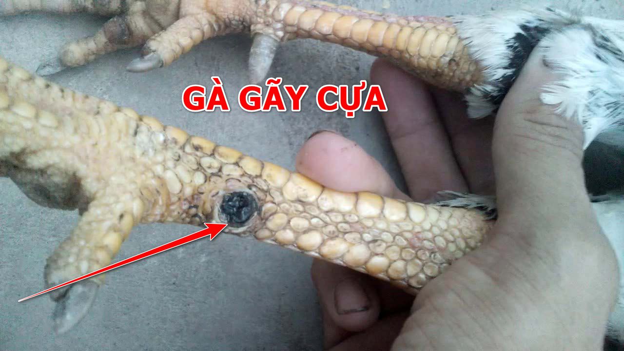 Gà Đá Bị Gãy Cựa Bao Lâu Mọc Lại? Gà Đá Bị Gãy Cựa Phải Làm Sao?