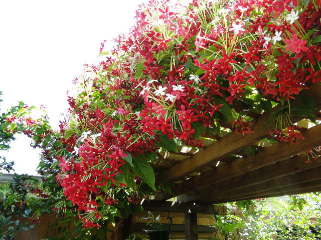 Dạ lý hương – tìm hiểu về loài hoa mang hương thơm riêng biệt