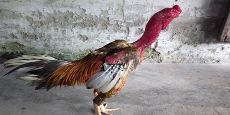 Màu lông đa dạng của gà chọi Bình Định