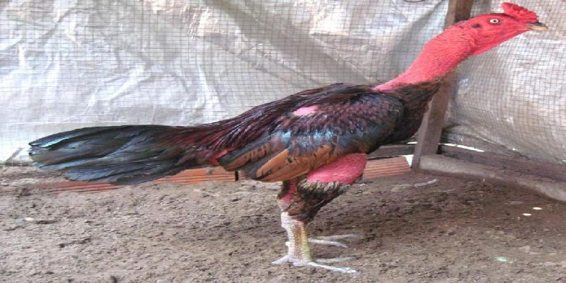 Các trận đấu gà chọi truyền thống